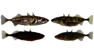 Lake (left) and stream (right) ecotypes of threespine stickleback in Lake Constance