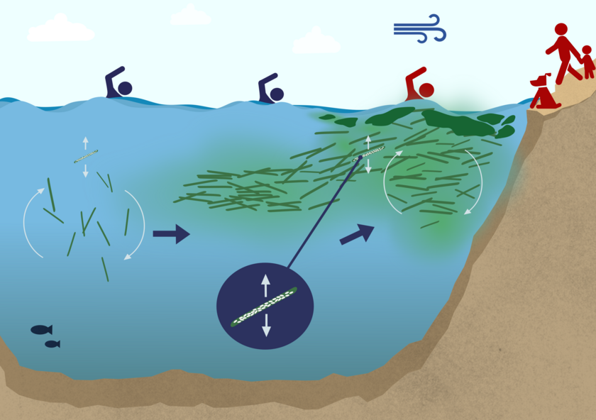 Bildung pelagischer Cyanobakterienblüten und Risiken für Kontakt mit Menschen und Tieren an der Wasseroberfläche.  Von links nach rechts: Ein grosser Teil der vorherigen Population bleibt bestehen. Unter günstigen Bedingungen kann sich eine neue Population aufbauen und wachsen. Einige Cyanobakterien besitzen Gasbläschen (weisse Kreise im Innern des Cyanobakteriums), womit sie ihre vertikale Bewegung in der Wassersäule steuern. Aufgrund des Wassertemperaturprofils, der Strömungen und der Windverhältnisse kann die Blüte die Oberfläche und sogar das Ufer erreichen. Einige dieser Blüten können Giftstoffe freisetzen und zu erhöhten Risiken für Schwimmer, kleine Kinder und Hunde führen (in Rot gekennzeichnet). (Eawag, Kim Luong)