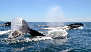 Humpback whales (Photo: Michael Burkard)