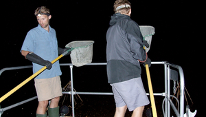 Fig. 1: To study morphological and genetic differences in chain pickerel, samples were collected from 12 US lakes. Electrofishing (pictured here) was carried out after sunset in the littoral zone. (Photo: Jakob Brodersen)