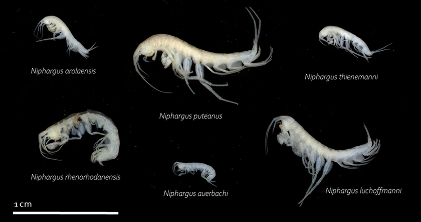 Einige der gefundenen Grundwasserflohkrebse. Sie sind alle an das Leben im Dunkeln angepasst und daher farblos und ohne Augen. Sie gehören zu den grössten Organismen im Grundwasser. (Foto: Eawag)