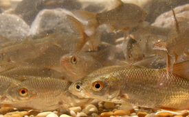 The roach (Rutilus rutilus) has less specific habitat requirements than other fish species. It is considered to be “not endangered” in Switzerland. (Photo: Jakob Brodersen, Eawag)