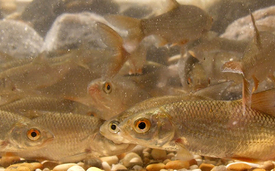  Le gardon (Rutilus rutilus) pose moins d’exigences spécifiques à son milieu que d’autres espèces de poissons. Il est considéré comme «non menacé» en Suisse. (Photo: Jakob Brodersen, Eawag)