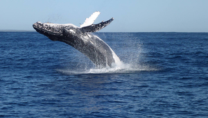Sur la photo: L’une des baleines sur lesquelles des prélèvements de peau ont été faits. Photographiée par Pascale Eisenmann, Griffith University. (Photo: © Pascale Eisenmann, Griffith University)
