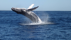 Shown here is one of the whales from which the main samples were taken. Photographed by Pascale Eisenmann, Griffith University. (Photo: © Pascale Eisenmann, Griffith University) 