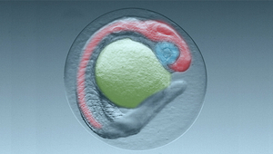 Embryon de poisson zèbre au jour 1. Rouge: système nerveux; bleu: yeux, jaune: sac vitellin (Photo: Eawag, Colette vom Berg)