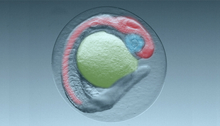 Zebrafish embryo on day 1. Red: nervous system; blue: eye, yellow: yolk sac (Photo: Eawag, Colette vom Berg)