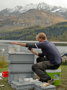 Erste Dokumentation der Fische aus dem Silsersee durch die Forscher.  Foto: Eawag, Michael Goguilly 