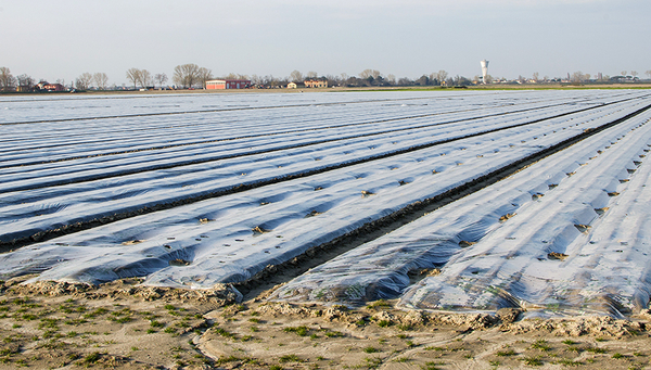Plastik Mulch-Folien prägen vielerorts die Agrarlandschaft. (Foto: Luca Lorenzelli, Shutterstock)