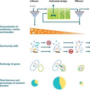 Processes possibly affecting the composition and abundance of antibiotic resistance genes during passage through a WWTP. The total amount of bacteria is highest in the biological treatment step and is much lower in the effluent than in the influent...