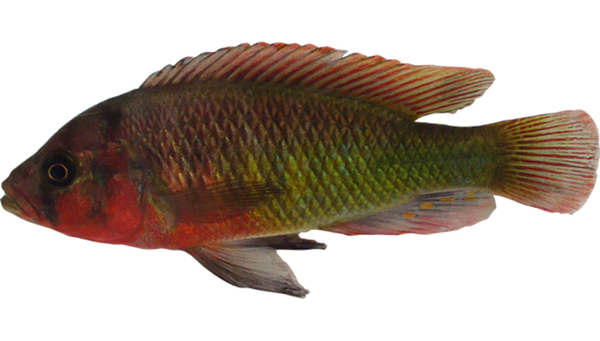 Typical nuptial coloration of a male cichlid – Pundamilia sp. “red head” – from Lake Victoria in eastern Africa. (Photo: Ole Seehausen)