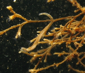 Eine Kolonie von Moostierchen (Bild: Michiel van der Waaij, www.bryozoans.nl).