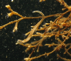 A colony of Fredericella sultana (Photo: Michiel van der Waaij www.bryozoans.nl)