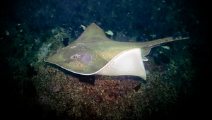 Flapper skate, a Critically Endangered species, roam the rugged seabed around Scotland. A new approach makes it possible to track their movements precisely and thus take targeted measures to protect them. (Photo: Simon Bradley) 