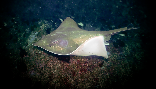 Flapper skate, a Critically Endangered species, roam the rugged seabed around Scotland. A new approach makes it possible to track their movements precisely and thus take targeted measures to protect them. (Photo: Simon Bradley) 