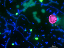 2) Présence concomitante de diatomées (de forme arrondie, Di) et de bactéries dégradant le méthane (en vert fluorescent sur la photo a) observée au microscope. (Source: Eawag / MPI-Bremen)