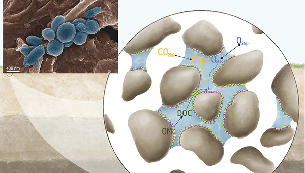 The scanning electron microscope image shows a colony of bacteria (coloured bluish) around a few micrometres small root (brown) in the soil. The image represents how bacteria and microbial communities influence CO2 release from the soil through heterotrophic respiration: The soil contains soil grains to which microbial communities adhere and process dissolved oxygen O2 and organic carbon DOC from organic matter (OM). Image: Springer Nature / Institute of Environmental Engineering