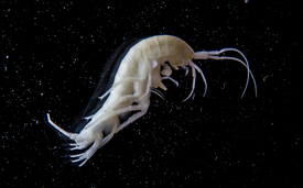 Les amphipodes sont des organismes fréquemment présents dans les eaux souterraines. Comme ils vivent dans un habitat sombre, ils ne possèdent pas de pigments. (Photo: Eawag)