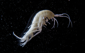 Flohkrebse (Amphipoden) sind häufige Bewohner des Grundwassers. Da sie in einem dunklen Lebensraum leben, besitzen sind keine Pigmente. (Foto: Eawag)