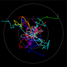 	Spatial spread of organisms in small artificial laboratory worlds. The movement paths were recorded using video microscopy. (Picture: Eawag)