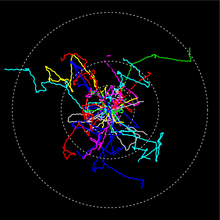 Déplacements des ciliés enregistrés au microscope. A mesure que l'essai se poursuivait, les ciliés devenaient plus rapides et parcouraient de plus grandes distances. (Photo : Eawag)