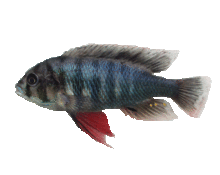 Neochromis omnicaeruleus: a rock-dwelling algae scraper  (Photo: Ole Seehausen)