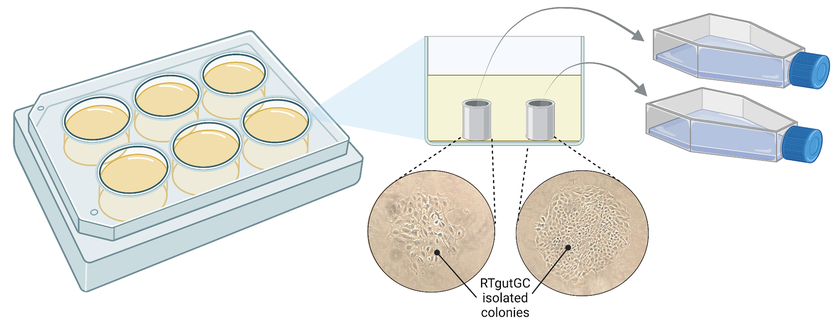Mutated cells were seeded at low density in a six well plate. Colonies of genetically identical cells formed, which were isolated using cloning cylinders and transferred to a larger vessel. Figure created using biorender.com. (Graphic: Eawag / Marina Zoppo)