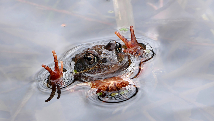 Grasfrosch zur Laichzeit (Foto: Beat Schaffner). Grasfrosch zur Laichzeit (Foto: Beat Schaffner).