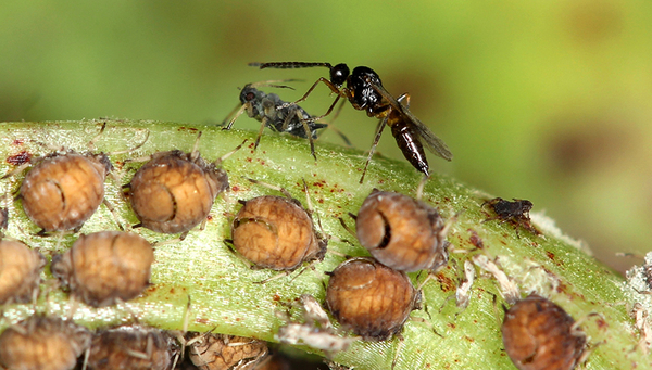 Eine Blattlauswespe attackiert Blattläuse (Foto: Christoph Vorburger, Eawag)