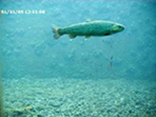 	Eine Bachforelle durchquert den Fischpass und wird von der Kamera erfasst