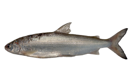 The newly described Lake Thun whitefish species, provisionally named “Balchen2”
