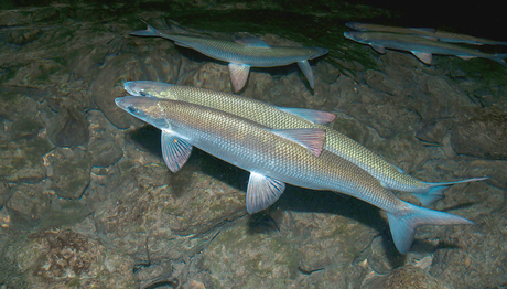Couple de corégones (C. lavaretus) frayant près de la rive dans le lac d'Aiguebelette (Photo : Alamy). Couple de corégones (C. lavaretus) frayant près de la rive dans le lac d'Aiguebelette (Photo : Alamy).
