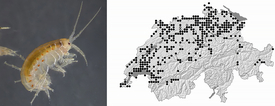 Images, drawings and distribution maps (for Gammarus fossarum in this case) are key elements of the book. 