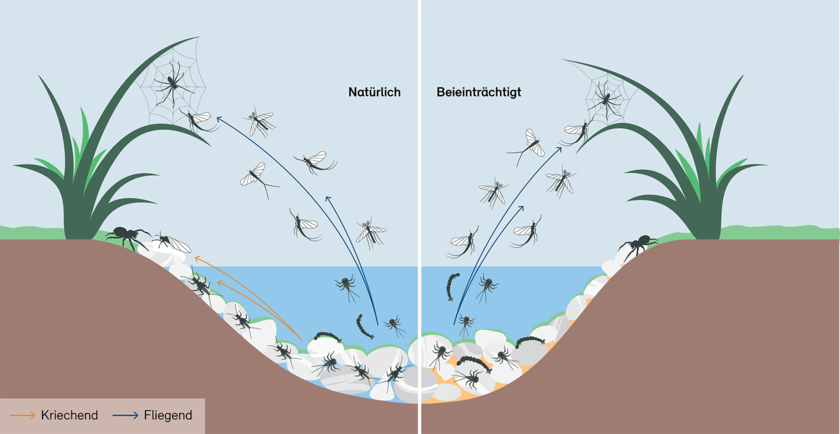 Land- und Wasserökosysteme sind eng miteinander verknüpft, zum Beispiel über das Nahrungsnetz. Menschliche Eingriffe können diese Vernetzung empfindlich stören. (Graphik: BAFU 2023)