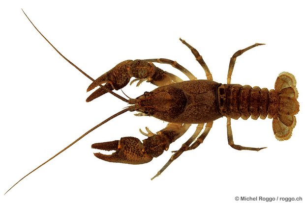 Stone crayfish (Austropotamobius torrentium) Photo: Michel Roggo