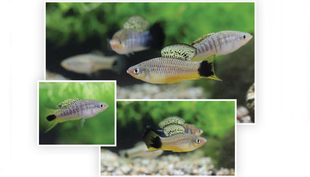 Different species of swordtail fish, including Xiphophorus birchmanni (left) and X. malinche (top), can interbreed to form hybrid offspring (bottom). DAN POWELL