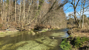 Lange war die Idylle an der Glatt unsichtbar von Schadstoffen getrübt – jetzt hat sich die Situation messbar verbessert. (Foto: Amt für Wasser und Energie, Kanton St. Gallen) 