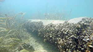 Quagga mussels in Lake Geneva: the biomass per square metre is likely to increase by a factor of nine to 20 over the next 22 years (Photo: Eawag, Linda Haltiner).