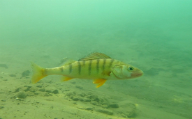 Eawag researchers will decode the genome of two species of fish for the Atlas: the Rhone streber (also known as Roi du Doubs; top photo) and the lake perch (bottom photo). (Photos: Aquatis, Ole Seehausen)