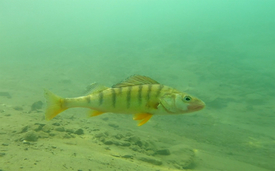 Die Eawag-Forschenden werden für den Atlas das Genom zweier Fischarten entschlüsseln: von Rhonestreber (auch Roi du Doubs; Bild oben) und Seen-Egli (Bild unten). (Fotos: Aquatis/ Ole Seehausen)