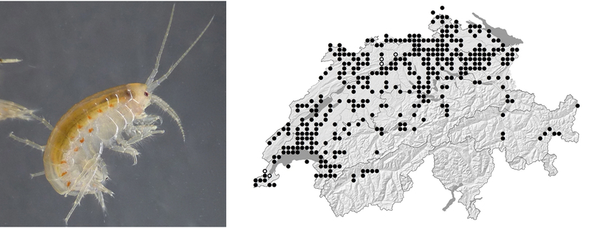 Images, drawings and distribution maps (here Gammarus fossarum) are central parts of the book.