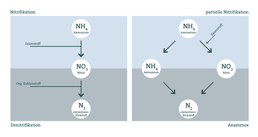 Die beiden Verfahren zur Stickstoffentfernung in Kläranlagen: Links das konventionelle Verfahren mit Bakterien, die Sauerstoff benötigen. Rechts das neue Anammox-Verfahren; dabei wird zuerst einen Teil des Ammoniums mit Sauerstoff zu Nitrit umgewandelt, dann wandeln Anammox-Bakterien das restliche Ammonium mit dem gebildeten Nitrit ohne Sauerstoff zu elementarem Stickstoff um, der in die Luft entweichen kann. (Grafik: Eawag)