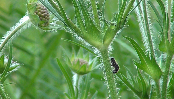 Various species are threatened with extinction (Photo: Eawag, K. Stäheli)