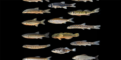 Fischarten aus dem Aare Einzugsgebiet (Foto: Bárbara B. Calegari)