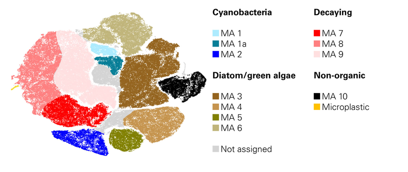 The new method permits analysis of the community structure of biofilms. The various clusters represent subpopulations of cyanobacteria, diatoms/green algae and decaying cells. Individual species, however, cannot always be distinguished.