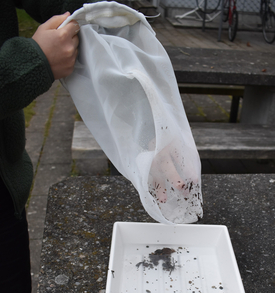 Using filter nets attached directly to the inlet points, a number of organisms – above all amphipods – are collected over the course of a week. The animals are then preserved in ethanol and sent to Eawag. Genetic analysis allows the collected amphipods to be assigned to a known – or new – species. (Photo: Eawag)