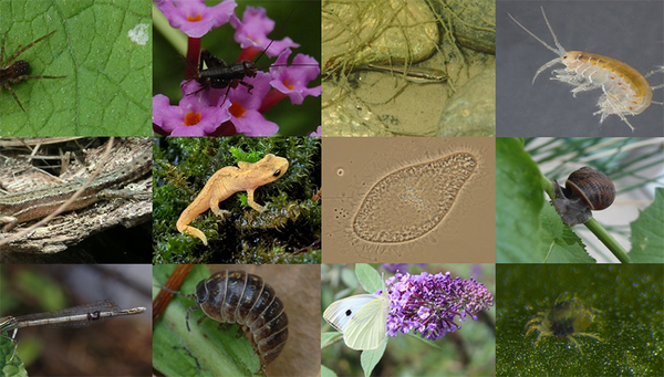 Arten, die im Rahmen des Versuchsprotokolls für die Studie über die Verbreitung der Arten untersucht wurden. (Bilder: Julien Cote)