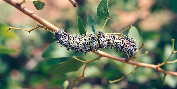 However, the number of mopane worms has decreased sharply due to climate change. (Photo: JackyR/ / wikimedia (CC BY 2.5)