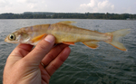 Ein Exemplar des ausgestorben geglaubten Tiefensaiblings  (Salvelinus profundus) aus dem Bodensee. 