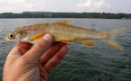 Ein Exemplar des ausgestorben geglaubten Tiefensaiblings  (Salvelinus profundus) aus dem Bodensee. 